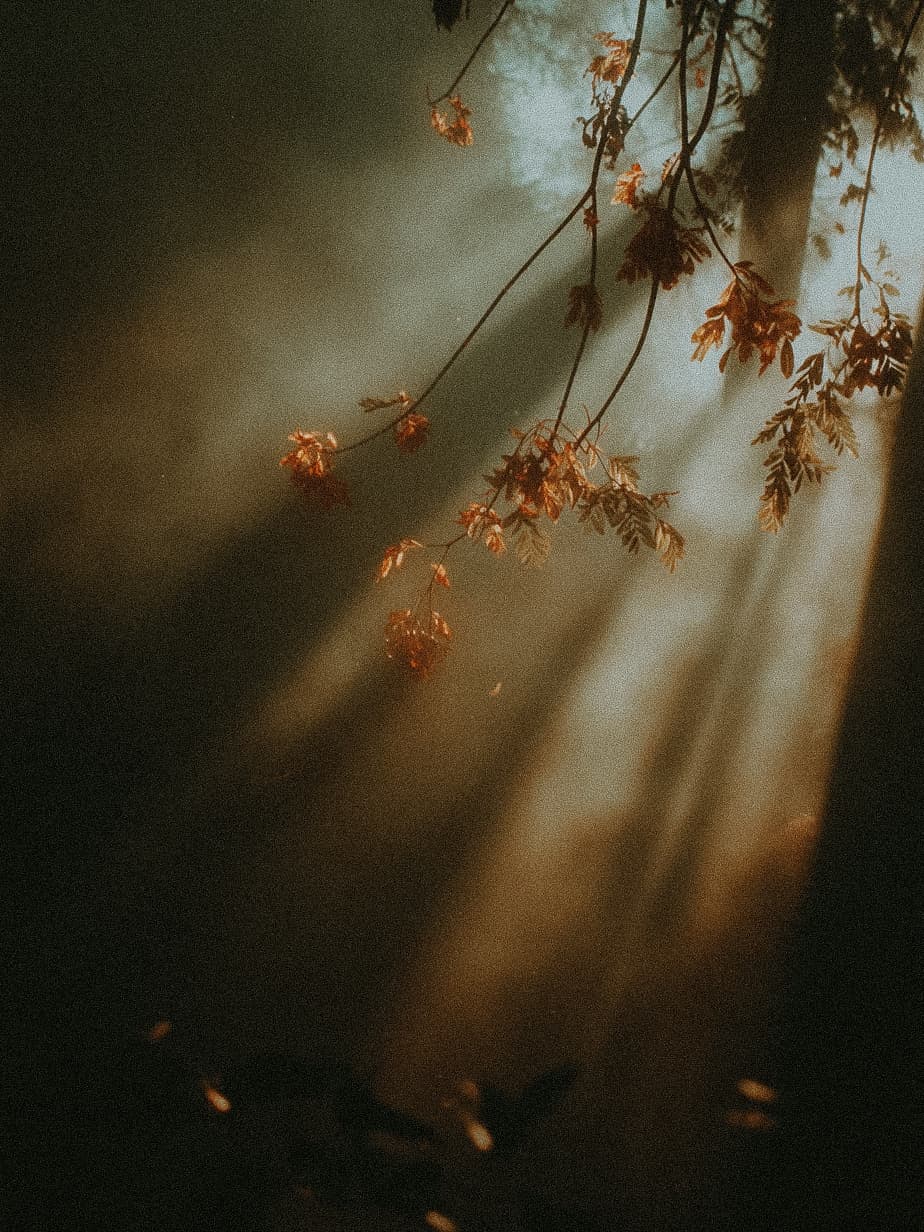 leg-focused functional movement session - 11/11/2025